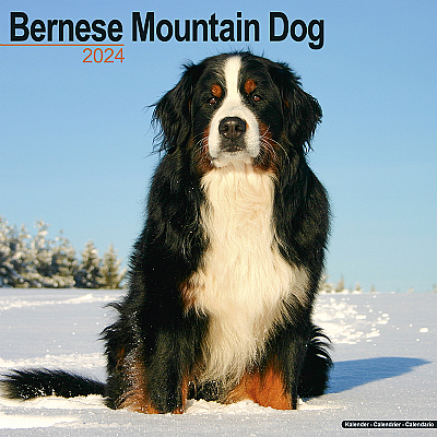 Bernese Mountain Dog Calendar 2024 (Square)